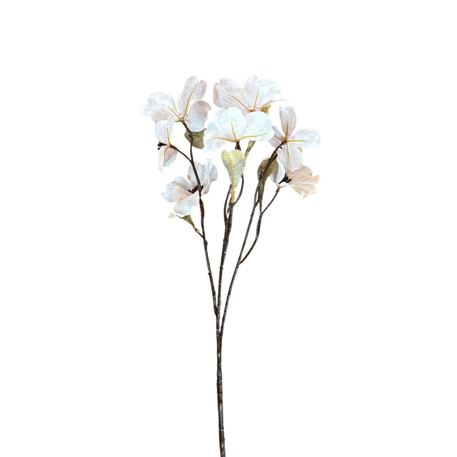 Beyaz Kızılcık Dalı