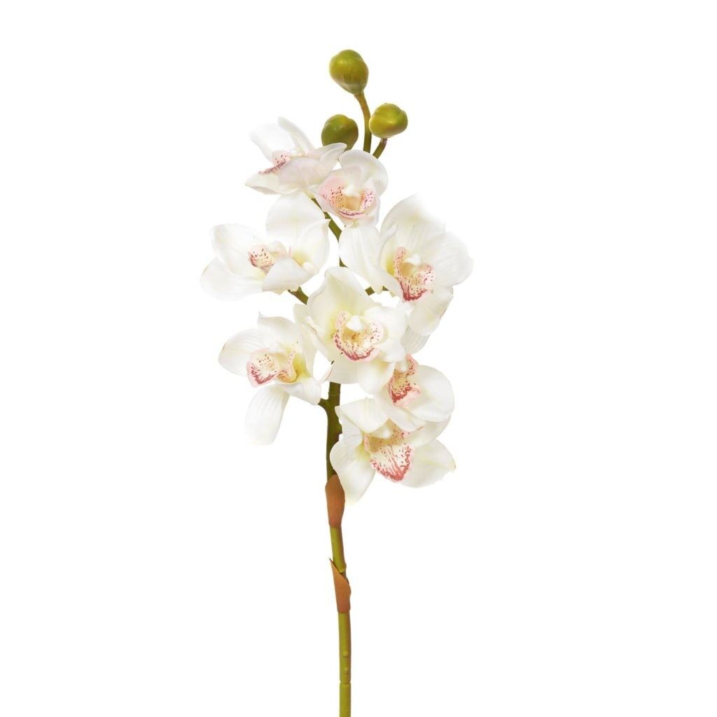 Yapay Sipidyum Orkide Beyaz
