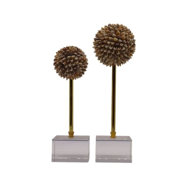 İkili Deniz Kabuğu Dekor