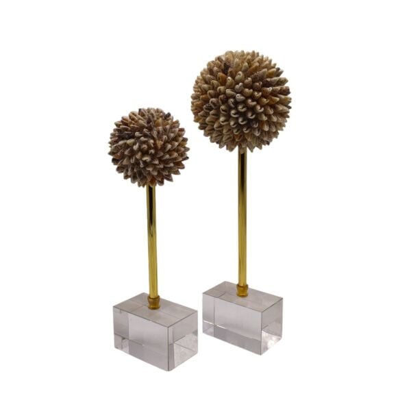 İkili Deniz Kabuğu Dekor