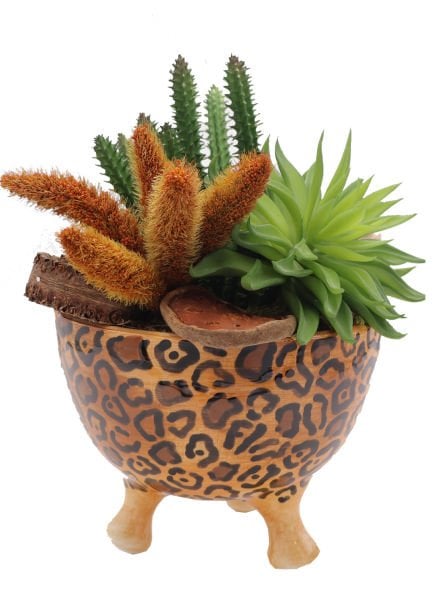 Leopar Desenli Ayaklı Sukulent